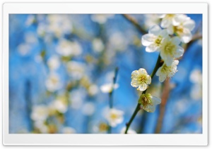 White Plum Blossom Ultra HD Wallpaper for 4K UHD Widescreen desktop, tablet & smartphone
