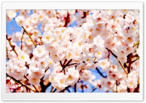 White Plum Blossoms Ultra HD Wallpaper for 4K UHD Widescreen desktop, tablet & smartphone