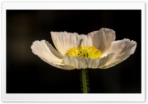 White Poppy Ultra HD Wallpaper for 4K UHD Widescreen desktop, tablet & smartphone