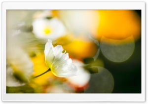 White Poppy Flowers Bokeh Ultra HD Wallpaper for 4K UHD Widescreen desktop, tablet & smartphone
