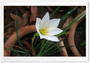 White Rain Lily 1 Ultra HD Wallpaper for 4K UHD Widescreen desktop, tablet & smartphone