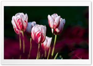 White Red Tulips Ultra HD Wallpaper for 4K UHD Widescreen desktop, tablet & smartphone