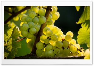 White Riesling Grapes Ready for Harvest Ultra HD Wallpaper for 4K UHD Widescreen desktop, tablet & smartphone