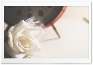 White Rose Ultra HD Wallpaper for 4K UHD Widescreen desktop, tablet & smartphone