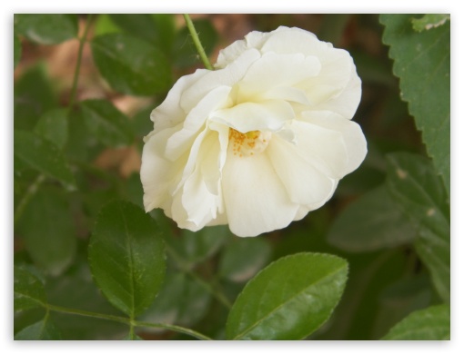white rose UltraHD Wallpaper for Standard 4:3 Fullscreen UXGA XGA SVGA ; iPad 1/2/Mini ; Mobile 4:3 - UXGA XGA SVGA ;
