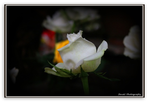 white rose UltraHD Wallpaper for Standard 3:2 Fullscreen DVGA HVGA HQVGA ( Apple PowerBook G4 iPhone 4 3G 3GS iPod Touch ) ; Mobile 3:2 - DVGA HVGA HQVGA ( Apple PowerBook G4 iPhone 4 3G 3GS iPod Touch ) ;