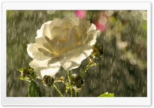 White Rose In Rain Ultra HD Wallpaper for 4K UHD Widescreen desktop, tablet & smartphone