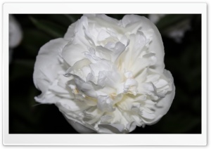 White Rose Just Like Silk Ultra HD Wallpaper for 4K UHD Widescreen desktop, tablet & smartphone