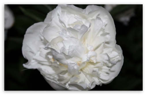 White Rose Just Like Silk UltraHD Wallpaper for Wide 16:10 5:3 Widescreen WHXGA WQXGA WUXGA WXGA WGA ; 8K UHD TV 16:9 Ultra High Definition 2160p 1440p 1080p 900p 720p ; UHD 16:9 2160p 1440p 1080p 900p 720p ; Standard 4:3 5:4 3:2 Fullscreen UXGA XGA SVGA QSXGA SXGA DVGA HVGA HQVGA ( Apple PowerBook G4 iPhone 4 3G 3GS iPod Touch ) ; Tablet 1:1 ; iPad 1/2/Mini ; Mobile 4:3 5:3 3:2 16:9 5:4 - UXGA XGA SVGA WGA DVGA HVGA HQVGA ( Apple PowerBook G4 iPhone 4 3G 3GS iPod Touch ) 2160p 1440p 1080p 900p 720p QSXGA SXGA ;