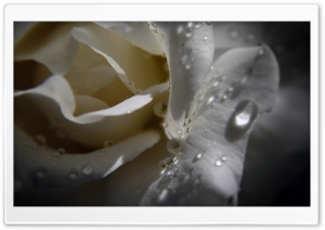 White Rose With Water Drops Ultra HD Wallpaper for 4K UHD Widescreen desktop, tablet & smartphone