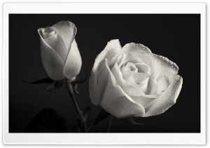 White Roses Black Background Ultra HD Wallpaper for 4K UHD Widescreen desktop, tablet & smartphone