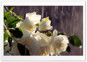 White Roses In The Rain Ultra HD Wallpaper for 4K UHD Widescreen desktop, tablet & smartphone
