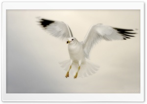 White Seagull Landing Ultra HD Wallpaper for 4K UHD Widescreen desktop, tablet & smartphone