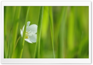 White Small Flower Ultra HD Wallpaper for 4K UHD Widescreen desktop, tablet & smartphone