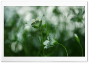 White Small Flower, Blur Ultra HD Wallpaper for 4K UHD Widescreen desktop, tablet & smartphone