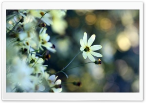 White Small Flowers Ultra HD Wallpaper for 4K UHD Widescreen desktop, tablet & smartphone
