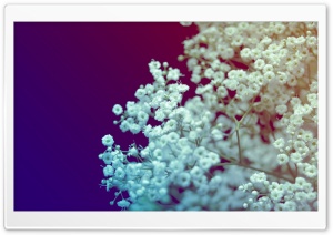 White Small Flowers Ultra HD Wallpaper for 4K UHD Widescreen desktop, tablet & smartphone