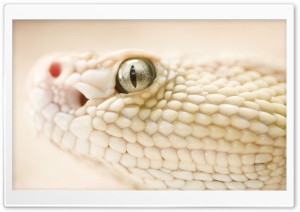 White Snake Ultra HD Wallpaper for 4K UHD Widescreen desktop, tablet & smartphone