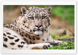 White Snow Leopard Ultra HD Wallpaper for 4K UHD Widescreen desktop, tablet & smartphone