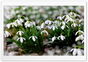 White Snowdrops Flowers Ultra HD Wallpaper for 4K UHD Widescreen desktop, tablet & smartphone