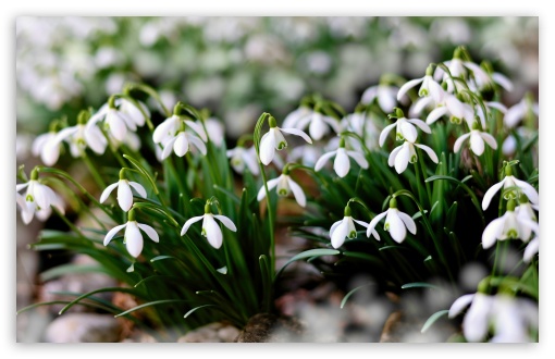 White Snowdrops Flowers UltraHD Wallpaper for Wide 16:10 5:3 Widescreen WHXGA WQXGA WUXGA WXGA WGA ; UltraWide 21:9 24:10 ; 8K UHD TV 16:9 Ultra High Definition 2160p 1440p 1080p 900p 720p ; UHD 16:9 2160p 1440p 1080p 900p 720p ; Standard 4:3 5:4 3:2 Fullscreen UXGA XGA SVGA QSXGA SXGA DVGA HVGA HQVGA ( Apple PowerBook G4 iPhone 4 3G 3GS iPod Touch ) ; Smartphone 16:9 3:2 5:3 2160p 1440p 1080p 900p 720p DVGA HVGA HQVGA ( Apple PowerBook G4 iPhone 4 3G 3GS iPod Touch ) WGA ; Tablet 1:1 ; iPad 1/2/Mini ; Mobile 4:3 5:3 3:2 16:9 5:4 - UXGA XGA SVGA WGA DVGA HVGA HQVGA ( Apple PowerBook G4 iPhone 4 3G 3GS iPod Touch ) 2160p 1440p 1080p 900p 720p QSXGA SXGA ; Dual 16:10 5:3 16:9 4:3 5:4 3:2 WHXGA WQXGA WUXGA WXGA WGA 2160p 1440p 1080p 900p 720p UXGA XGA SVGA QSXGA SXGA DVGA HVGA HQVGA ( Apple PowerBook G4 iPhone 4 3G 3GS iPod Touch ) ;