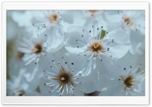 White Spring Blossoms Ultra HD Wallpaper for 4K UHD Widescreen desktop, tablet & smartphone