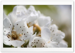 White Spring Flowers, Macro Ultra HD Wallpaper for 4K UHD Widescreen desktop, tablet & smartphone