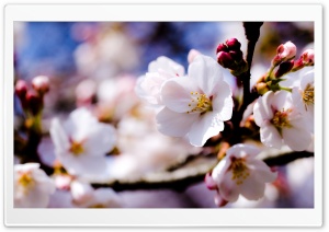 White Spring Flowers On A Tree Branch Ultra HD Wallpaper for 4K UHD Widescreen desktop, tablet & smartphone