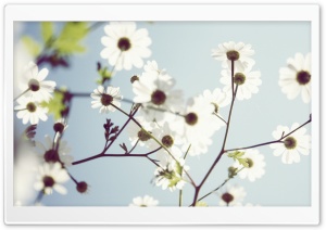White Summer Flowers Ultra HD Wallpaper for 4K UHD Widescreen desktop, tablet & smartphone