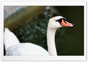 White Swan Ultra HD Wallpaper for 4K UHD Widescreen desktop, tablet & smartphone