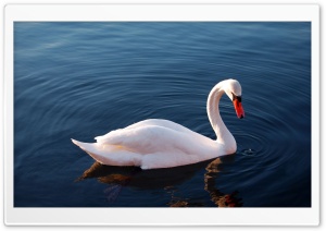 White Swan in Water Ultra HD Wallpaper for 4K UHD Widescreen desktop, tablet & smartphone