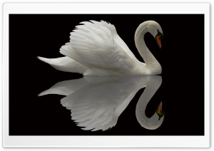 White Swan Reflection Ultra HD Wallpaper for 4K UHD Widescreen desktop, tablet & smartphone
