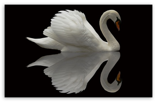 4,000+ Free White Swan & Swan Images - Pixabay