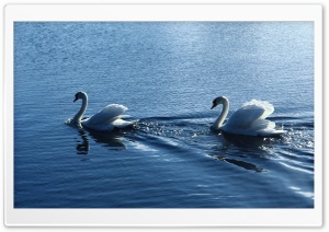 White Swans Ultra HD Wallpaper for 4K UHD Widescreen desktop, tablet & smartphone