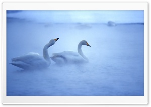 White Swans Ultra HD Wallpaper for 4K UHD Widescreen desktop, tablet & smartphone