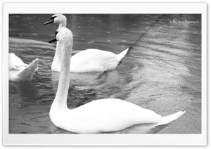 White Swans Black and White Ultra HD Wallpaper for 4K UHD Widescreen desktop, tablet & smartphone