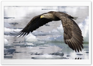 White Tailed Eagle Ultra HD Wallpaper for 4K UHD Widescreen desktop, tablet & smartphone