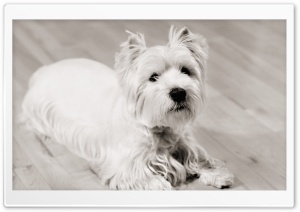 White Terrier Ultra HD Wallpaper for 4K UHD Widescreen desktop, tablet & smartphone
