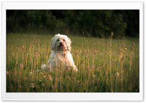 White Tibetan Terrier Dog Outdoor Ultra HD Wallpaper for 4K UHD Widescreen desktop, tablet & smartphone