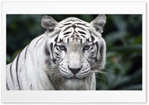 White Tiger Ultra HD Wallpaper for 4K UHD Widescreen Desktop, Lockscreen, Screensaver, TV, Tablet, Smartphone