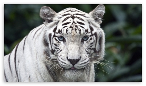 White Tiger UltraHD Wallpaper for HD 16:9 ;