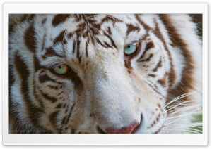 White Tiger Eyes Ultra HD Wallpaper for 4K UHD Widescreen desktop, tablet & smartphone