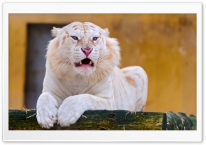 White Tiger Laying Down Ultra HD Wallpaper for 4K UHD Widescreen desktop, tablet & smartphone