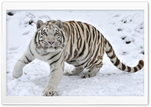 White Tiger On Snow Winter Ultra HD Wallpaper for 4K UHD Widescreen desktop, tablet & smartphone