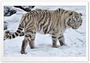 White Tiger On The Snow Ultra HD Wallpaper for 4K UHD Widescreen desktop, tablet & smartphone