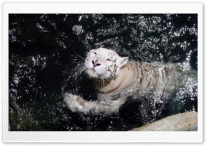White Tiger Swimming Ultra HD Wallpaper for 4K UHD Widescreen desktop, tablet & smartphone