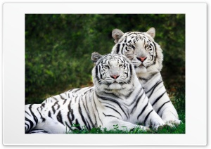 White Tigers Ultra HD Wallpaper for 4K UHD Widescreen desktop, tablet & smartphone