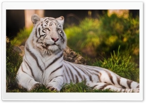 White Tigress Lying in the Grass Ultra HD Wallpaper for 4K UHD Widescreen desktop, tablet & smartphone