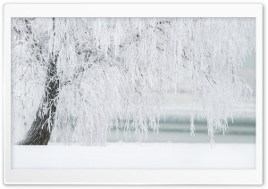 White Tree Ultra HD Wallpaper for 4K UHD Widescreen desktop, tablet & smartphone