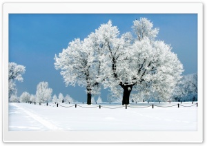 White Tree - Winter Ultra HD Wallpaper for 4K UHD Widescreen desktop, tablet & smartphone